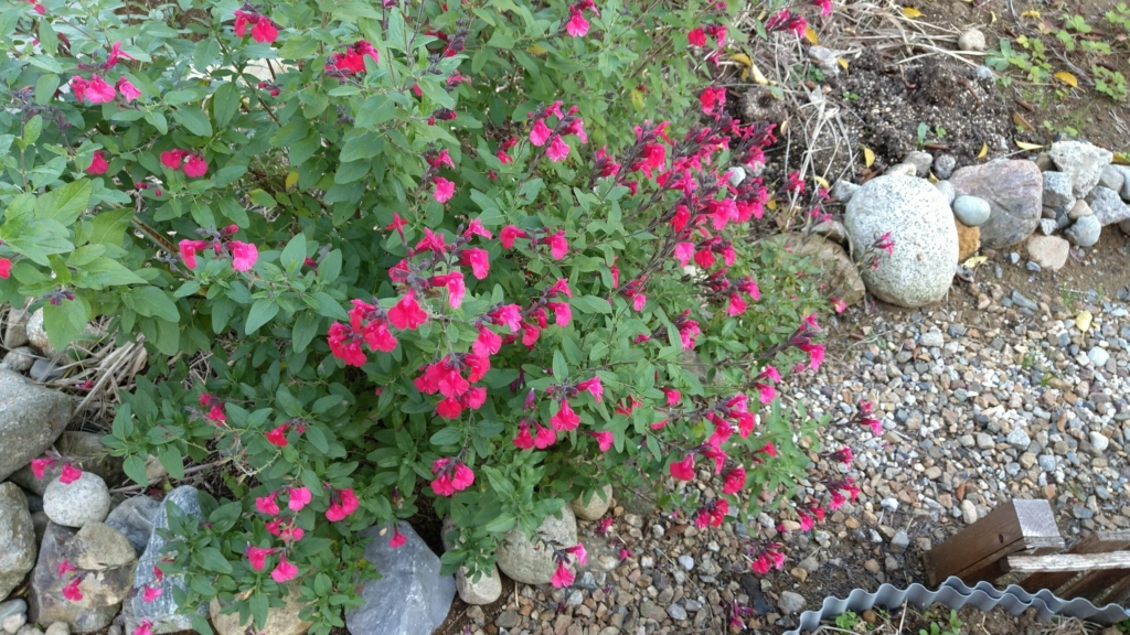 Thumbnail of post image 009